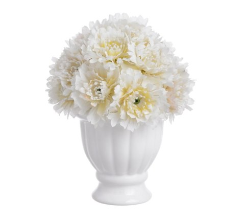 Goździki w doniczce białe 16cm 11P95157